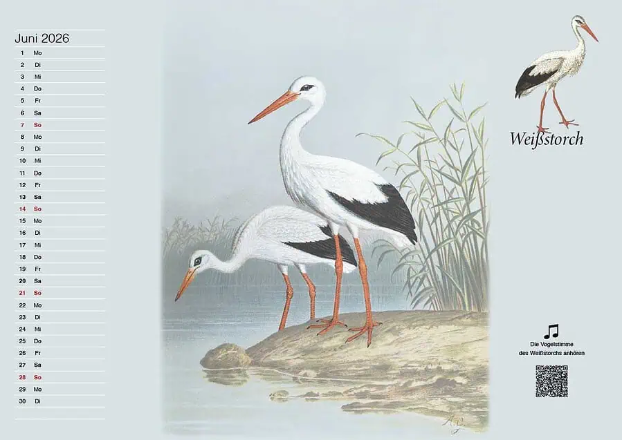Ein Kalender mit historischen Vogelillustrationen 1 LichtenbergerBildkalender2026 13